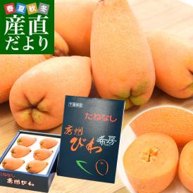 送料無料　千葉県産　JA安房　種子なしびわ　希房　Lから3Lサイズ　約480g化粧箱　5から8粒　市場スポット