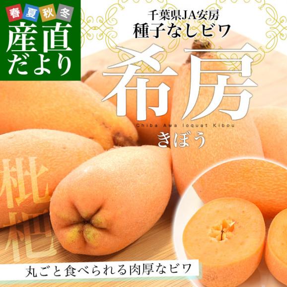 送料無料　千葉県産　JA安房　種子なしびわ　希房　Lから3Lサイズ　約480g化粧箱　5から8粒　市場スポット02