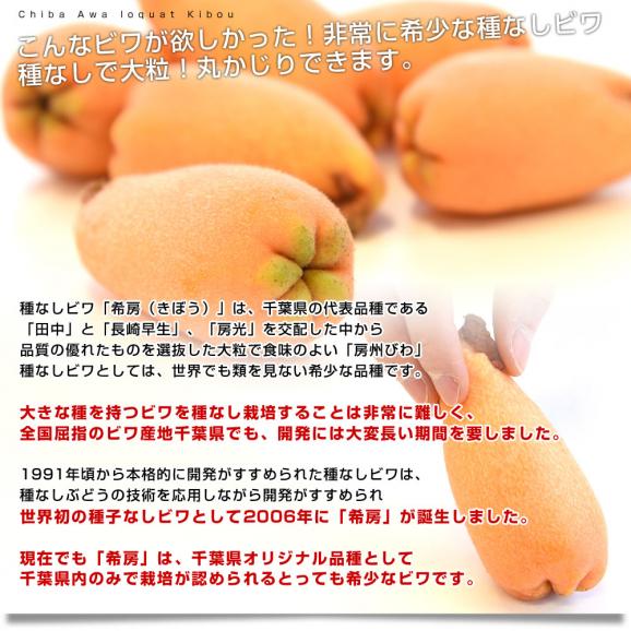 送料無料　千葉県産　JA安房　種子なしびわ　希房　Lから3Lサイズ　約480g化粧箱　5から8粒　市場スポット04