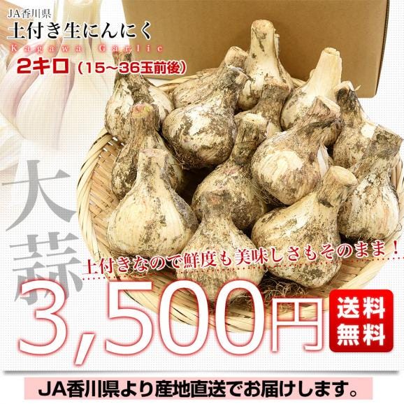 香川県より産地直送 JA香川県 生にんにく 土付き 2キロ (15玉から36玉前後) 送料無料 生ニンニク 大蒜 葫 香川にんにく03