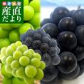 山梨県より産地直送 JAフルーツ山梨 シャインマスカット＆種なしピオーネ 2種セット 秀品 大房2房入 化粧箱 (約550g×2房）送料無料 葡萄 ぶどう お中元 夏ギフト