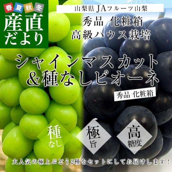 山梨県より産地直送 JAフルーツ山梨 シャインマスカット＆ピオーネ 2種セット 秀品 大房2房入 化粧箱 (約550g×2房）送料無料 ギフト 夏ギフト お中元 御中元 02
