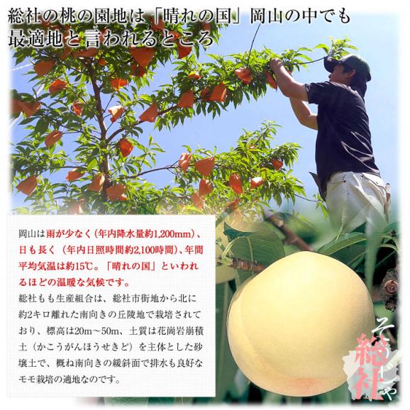 岡山県から産地直送 JA晴れの国岡山 総社もも生産部会 総社(そうじゃ)の桃　青秀以上 2キロ前後 (5玉から9玉) 総社の桃 モモ 送料無料04