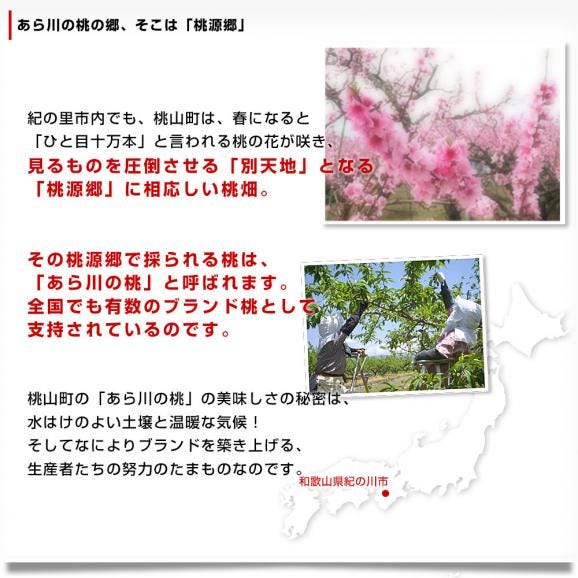 和歌山県より産地直送 JAわかやま紀の里地域本部 あら川の桃 清水白桃 赤秀品 1.8キロ (6玉から8玉) 送料無料 桃 もも05