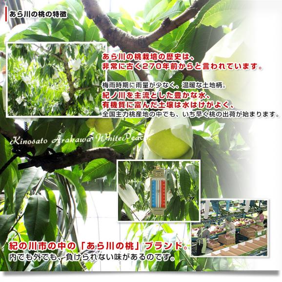 和歌山県より産地直送 JAわかやま紀の里地域本部 あら川の桃 清水白桃 赤秀品 1.8キロ (6玉から8玉) 送料無料 桃 もも06