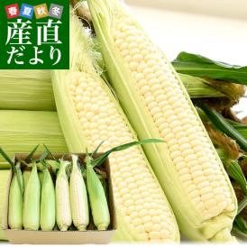 香川県より産地直送 JA香川県 朝採りピュアホワイト 2ＬからLサイズ 約2.5キロ（6本から10本入） とうもろこし トウモロコシ ※クール便