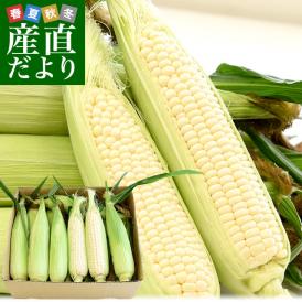 実測糖度は18度以上！驚きの甘さの朝採りホワイトとうもろこし！