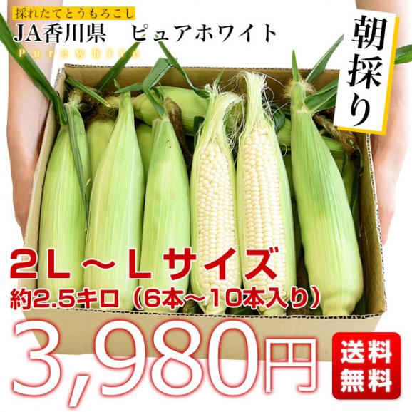 香川県より産地直送 JA香川県 朝採りピュアホワイト 2ＬからLサイズ 約2.5キロ（6本から10本入） とうもろこし トウモロコシ ※クール便03