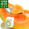 北海道より産地直送 JA夕張市 夕張メロン 良品 1玉(1.3キロ×１玉) 送料無料ゆうばり 夕張キング めろん