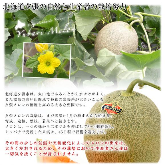 北海道より産地直送 JA夕張市 夕張メロン 優品 2玉(2キロ×2玉) 送料無料ゆうばり 夕張キング めろん ギフト 夏ギフト お中元 御中元06