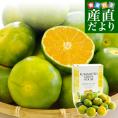 熊本県より産地直送 JA鹿本 グリーンハウスみかん SからSSサイズ 約2.5キロ（約32玉から40玉）化粧箱入り 送料無料ミカン 蜜柑