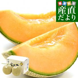 北海道より産地直送 富良野メロン (赤肉)  2玉入り化粧箱 (1.3キロ×2玉) ふらのめろん レッド 送料無料