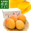 沖縄県より産地直送 JAおきなわ 新品種マンゴー 夏小紅(なつこべに)2Lから4Lサイズ 秀品 約2キロ (4玉から5玉入) 送料無料
