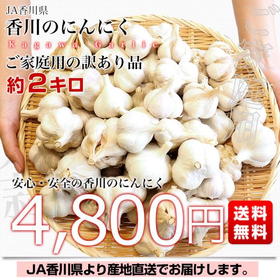 香川県から産地直送 JA香川県 ニンニク ご家庭用 約2キロ (目安として50玉前後) 送料無料 香川にんにく 大蒜 葫 讃岐 さぬき03
