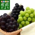 送料無料 長崎県より産地直送 大型ぶどう3種セット 合計1.5キロ (シャインマスカット・伊豆錦・巨峰×各1房） 葡萄 ぶどう