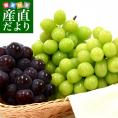 長崎県より産地直送 JA長崎せいひ 大型ぶどう3房セット 合計約1.5キロ (シャインマスカット×2房・伊豆錦×1房) 送料無料　クール便　葡萄 ぶどう いずにしき