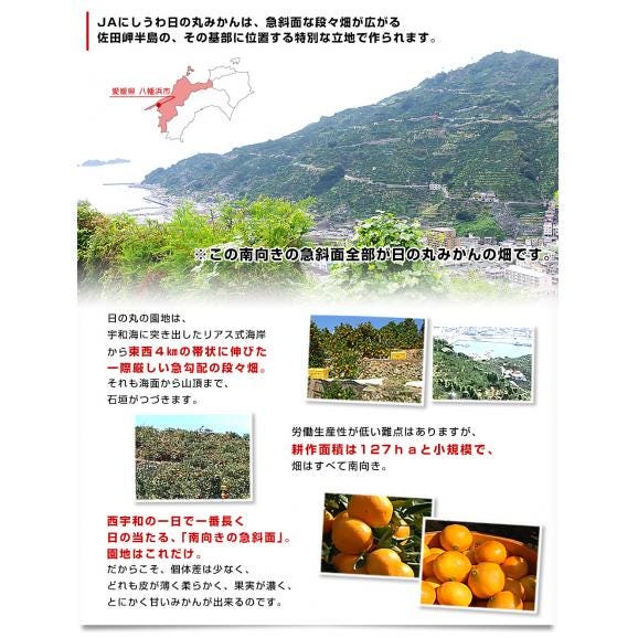 愛媛県より産地直送 JAにしうわ 日の丸みかん 千両 LからSサイズ ３キロ(24玉から36玉) 送料無料 蜜柑 ミカン お歳暮 ギフト06