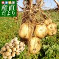 北海道産 JA今金町 じゃがいも 今金男爵 2Lサイズ 約10キロ(45玉前後入り)　送料無料 馬鈴薯 ジャガイモ 芋 男爵芋