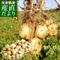 北海道産 JA今金町 じゃがいも 今金男爵 Lサイズ 約10キロ(65玉前後入り)　送料無料 馬鈴薯 ジャガイモ 芋 男爵芋