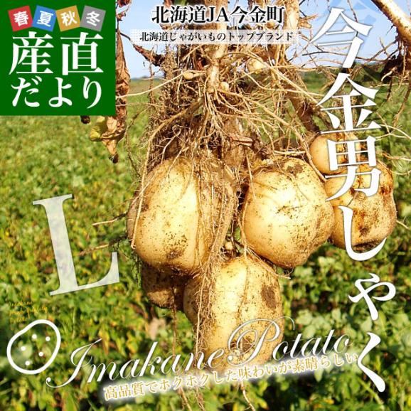  北海道産 JA今金町 じゃがいも 今金男爵 Lサイズ 約10キロ(65玉前後入り) 送料無料 馬鈴薯 ジャガイモ 芋 男爵芋 市場発送02