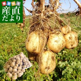 北海道産 JA今金町 じゃがいも 今金男爵 LMサイズ 10キロ 馬鈴薯 ジャガイモ 芋 送料無料 ※市場スポット