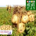 北海道産 JA今金町 じゃがいも 今金男爵 Mサイズ 約10キロ（110玉前後入り）　送料無料 馬鈴薯 ジャガイモ 芋 男爵芋