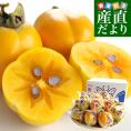島根県より産地直送 JAしまね 平田柿部会 西条柿「こづち」 秀品 5キロ 3Lから2L(24玉から28玉) 送料無料 かき