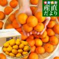 愛媛県より産地直送 JAにしうわ みなの共選 西宇和みかん 和 (なごみ) 2Lサイズ 約5キロ(35玉前後) 送料無料 蜜柑 ミカン
