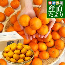 愛媛県より産地直送 JAにしうわ みなの共選 西宇和みかん 和 (なごみ) 2Lサイズ 約5キロ(35玉前後) 送料無料 蜜柑 ミカン