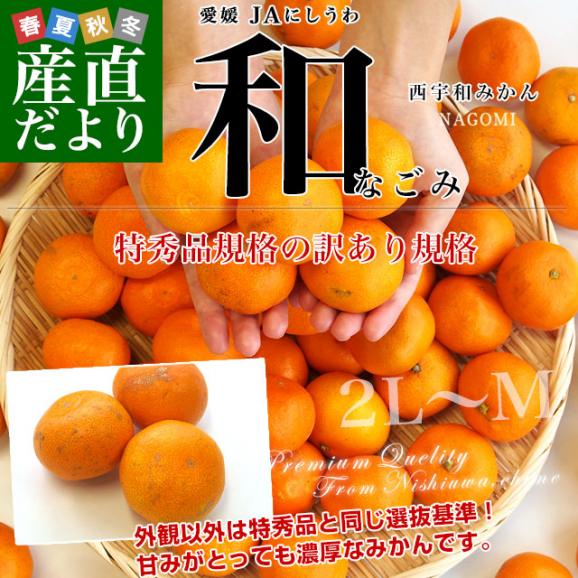 愛媛県より産地直送 JAにしうわ みなの共選 西宇和みかん 和 (なごみ) 2LからMサイズ 5キロ(30玉から60玉前後) 送料無料 蜜柑 ミカン02