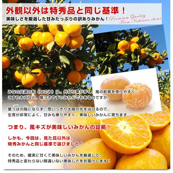 愛媛県より産地直送 JAにしうわ みなの共選 西宇和みかん 和 (なごみ) 2LからMサイズ 5キロ(30玉から60玉前後) 送料無料 蜜柑 ミカン04