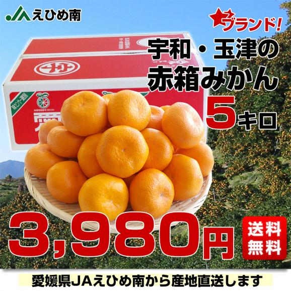 愛媛県より産地直送 JAえひめ南 玉津共選場 玉津の赤箱みかん 大玉 ２Lサイズ  5キロ  送料無料  蜜柑 みかん03