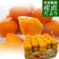 和歌山県より産地直送 JA紀の里 たねなし柿 ２LからLサイズ 7.5キロ（32玉から36玉）カキ 刀根柿 平核無柿　とねがき　ひらたねなしがき