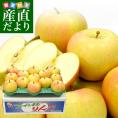 青森県より産地直送 JAつがる弘前 弘前のりんご メジャー トキ 約3キロ (小玉 13玉入り) 送料無料 リンゴ りんご 林檎