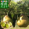 山形県より産地直送 山形かみのやま産 棚仕立てラ・フランス 大玉 約2キロ（4玉から6玉） 送料無料 ようなし ラフランス 山形上山