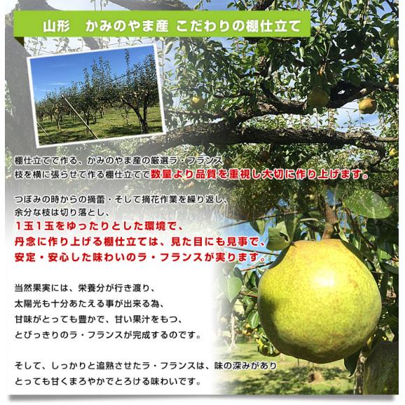 山形県より産地直送 山形かみのやま産 棚仕立てラ・フランス 大玉 約2キロ（4玉から6玉） 送料無料 ようなし ラフランス 山形上山05
