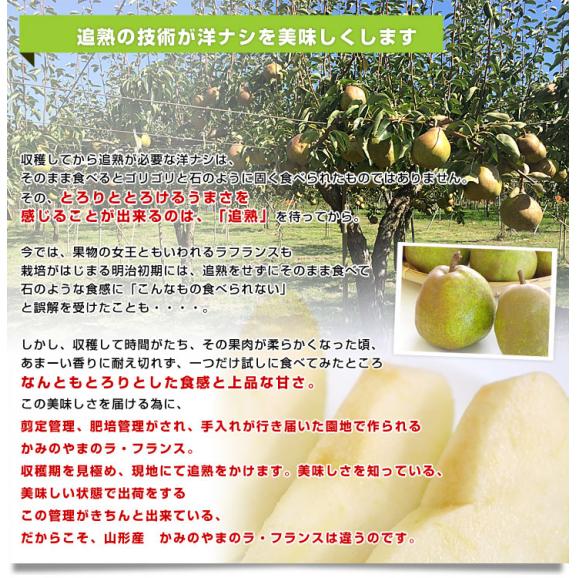 山形県より産地直送 山形かみのやま産 棚仕立てラ・フランス 大玉 約2キロ（4玉から6玉） 送料無料 ようなし ラフランス 山形上山06