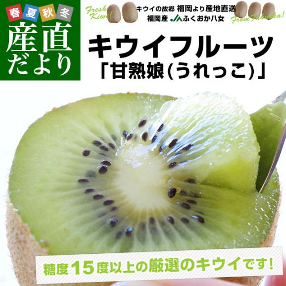 福岡県より産地直送 JAふくおか八女 キウイフルーツ 甘熟娘（うれっこ） 超大玉 ３L 約3.6キロ（24玉） 送料無料 きうい02