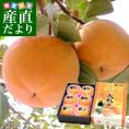 送料無料 熊本県より産地直送 JAあしきた 太秋柿 ギフト用 高級貯蔵品 2キロ化粧箱 (5玉から6玉入り) たいしゅう かき がき