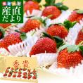 送料無料 栃木県真岡市 究極の栃乙女 最高級のTちゃんいちご 香貴(こうき) 厳選の21粒 木箱入り 産直だより イチゴ トチオトメ とちおとめ 