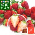 佐賀県より産地直送 JAからつ 新品種いちご いちごさん 秀品 ３Lサイズ 500g化粧箱 20粒から24粒 送料無料 イチゴサン イチゴさん いちごサン 唐津 うまかもんfrom九州