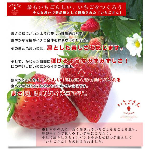 送料無料 佐賀県より産地直送 JAからつ 新品種いちご いちごさん 秀品 ３Lサイズ 500g化粧箱 20粒から24粒 イチゴサン イチゴさん いちごサン 唐津 うまかもん05