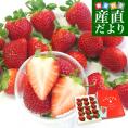 佐賀県より産地直送 JAからつ 新品種いちご いちごさん DX　450g 15粒から18粒 苺専用箱ゆりカーゴ入り 送料無料 イチゴサン イチゴさん いちごサン 唐津 うまかもんfrom九州