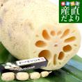 茨城県産 JAなめがたしおさい 行方のレンコン 1.5キロ前後 化粧箱 1本入り(3節から4節) 送料無料 蓮根 れん根 市場スポット クール便