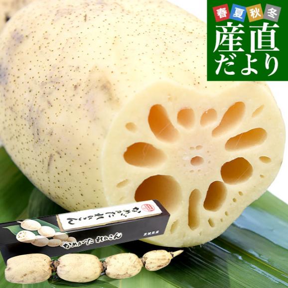 茨城県産 JAなめがたしおさい 行方のレンコン 1.5キロ前後 化粧箱 1本入り(3節から4節) 送料無料 蓮根 れん根 市場スポット クール便01