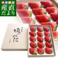 熊本県より産地直送 熊本県JAたまな 新品種の「ゆうべに」 桐箱入 特秀品 ４Lサイズ 450g （15粒入り）苺  イチゴ 玉名市※クール便 送料無料