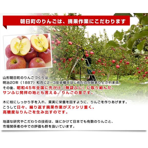 山形県より産地直送 朝日町APPLES シナノスイート2キロ化粧箱 (5玉から8玉) りんご リンゴ 林檎 アップルズ　送料無料05
