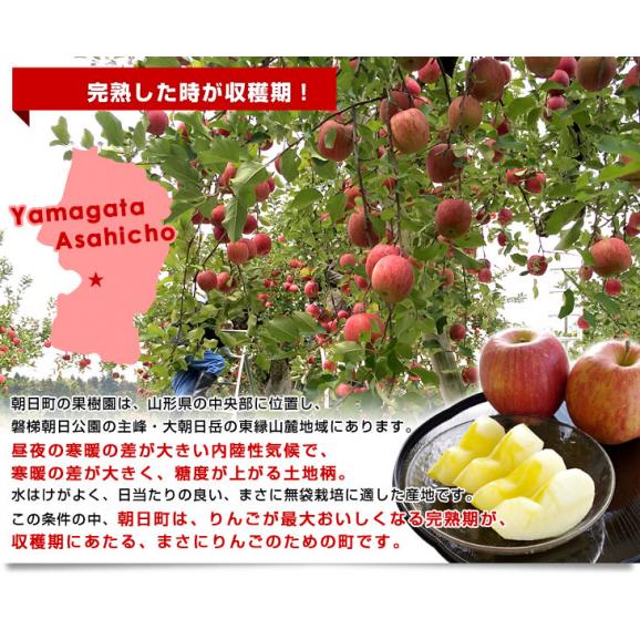山形県より産地直送 朝日町APPLES シナノスイート2キロ化粧箱 (5玉から8玉) りんご リンゴ 林檎 アップルズ　送料無料06
