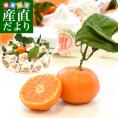 香川県より産地直送　JA香川県　越冬完熟みかん「ふるーつ物語」　2.5キロ (30玉から50玉）送料無料 蜜柑 樹上完熟 ミカン 観音寺 マル曽 さぬき 