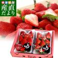 熊本県より産地直送 JAたまな 新品種のいちご ゆうべに 秀品 たっぷり2箱1080g (合計24粒から40粒)(540g×2箱) 送料無料 ユウベニ 玉名 農協苺 イチゴ※クール便
